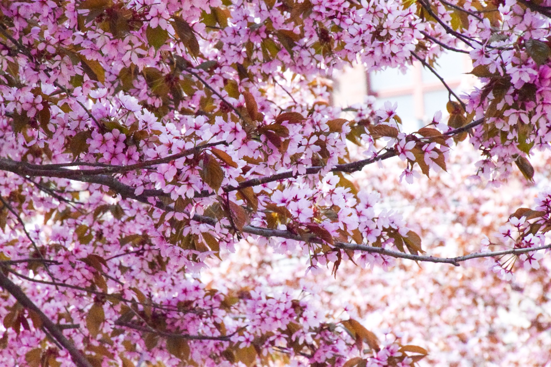 Kuva 2 - Kirsikkakukkien kevät tunnelma